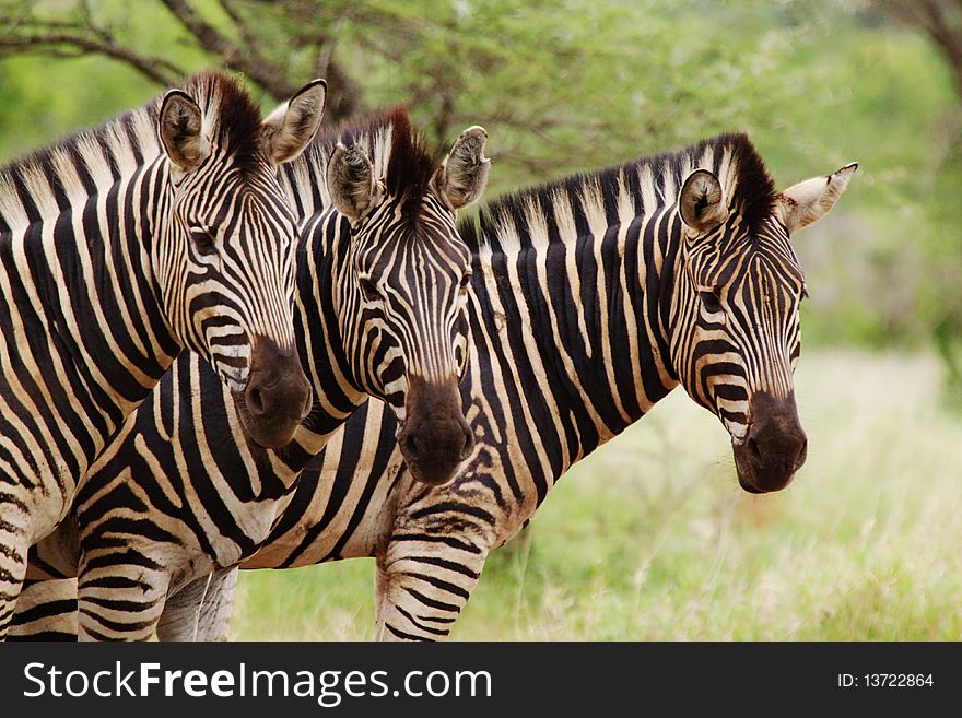 Three adult Zebras in a row. Three adult Zebras in a row