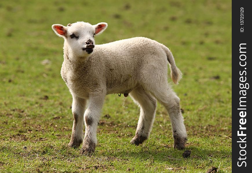 A young spring lamb enjoying the call of nature