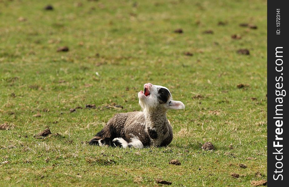 A young spring lamb calling for his mum