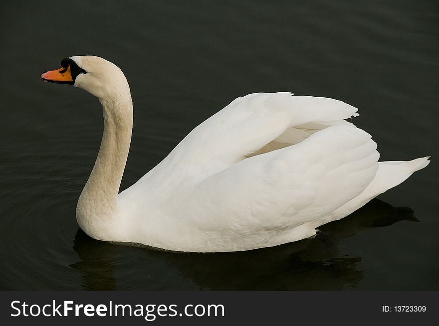 Swan on a dark lake