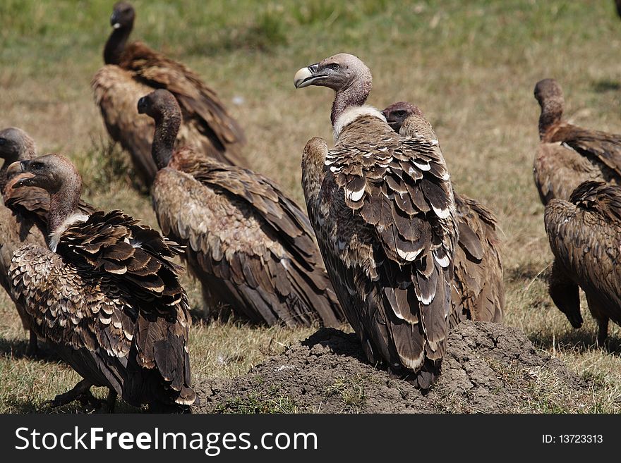 Rüppell's Griffon Vulture, Masai Mara, Kenya