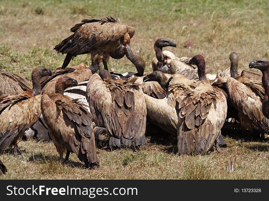 Vultures on zebra carcass, Masai Mara, Kenya