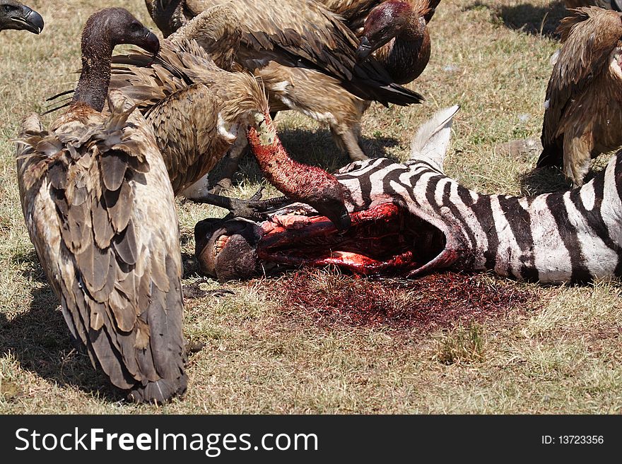 Vultures On Zebra Carcass, Masai Mara, Kenya