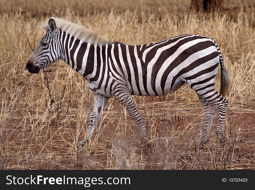 Zebra wearing blond mohawk, Tanzania, East Africa. Zebra wearing blond mohawk, Tanzania, East Africa
