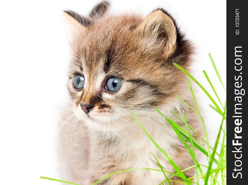 Beautiful kitty in green grass