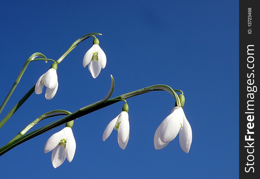 Snowdrops flowers and blue sky suitable as background