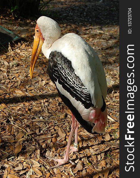 An exotic  painted stork standing on the ground in a zoo exhibit. An exotic  painted stork standing on the ground in a zoo exhibit.