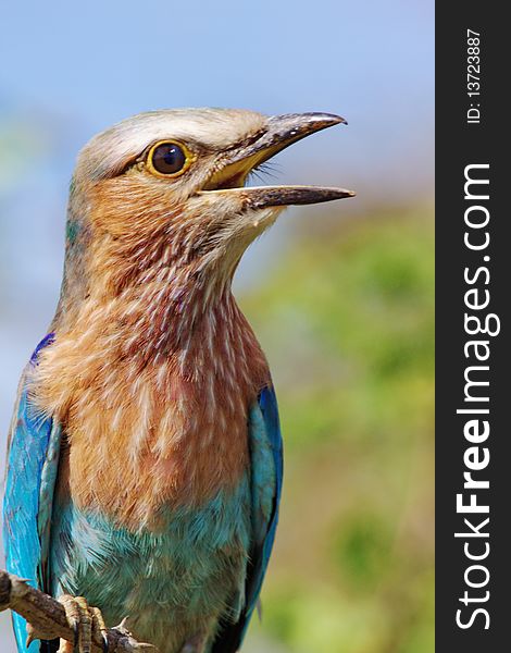 A colourful Lilac-breasted Roller