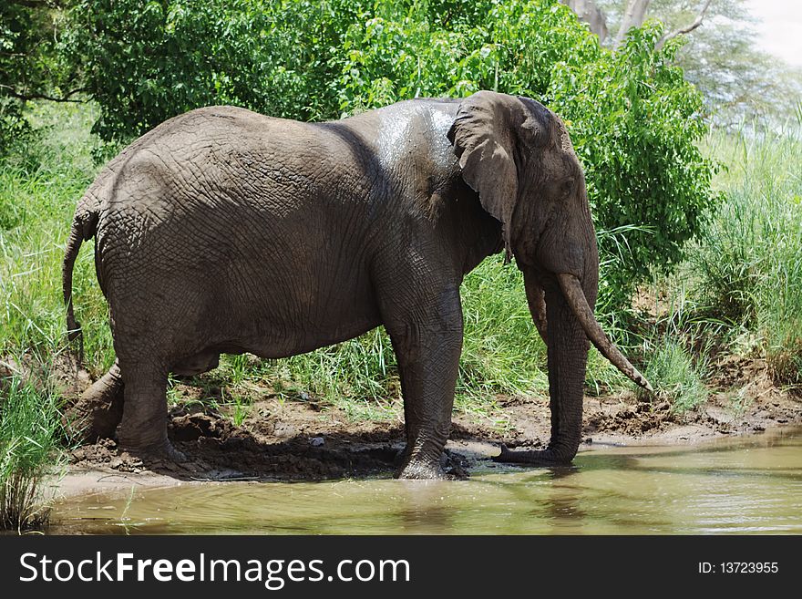 A adult male Elephant having a drink. A adult male Elephant having a drink