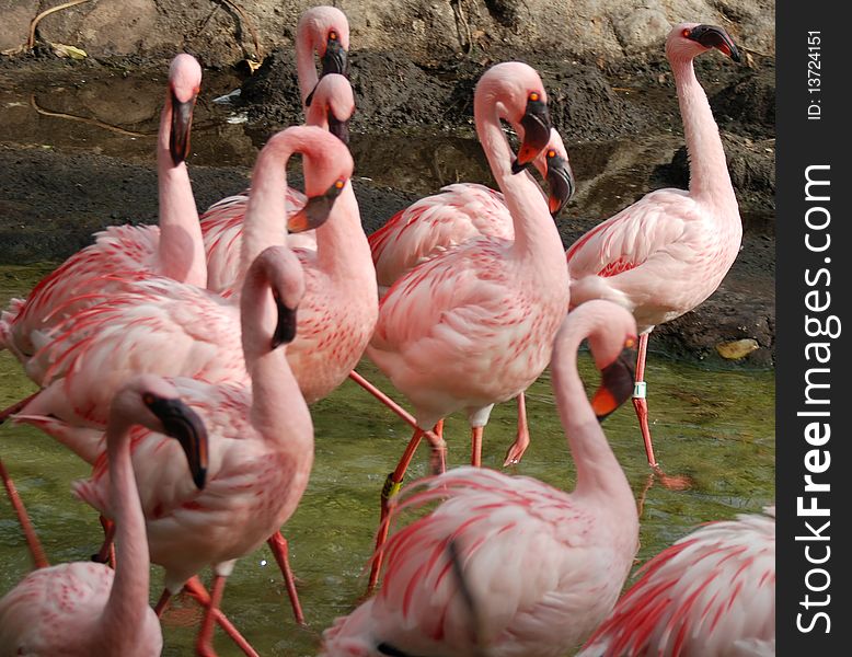 A flock of pin flamingos standing in water. A flock of pin flamingos standing in water.