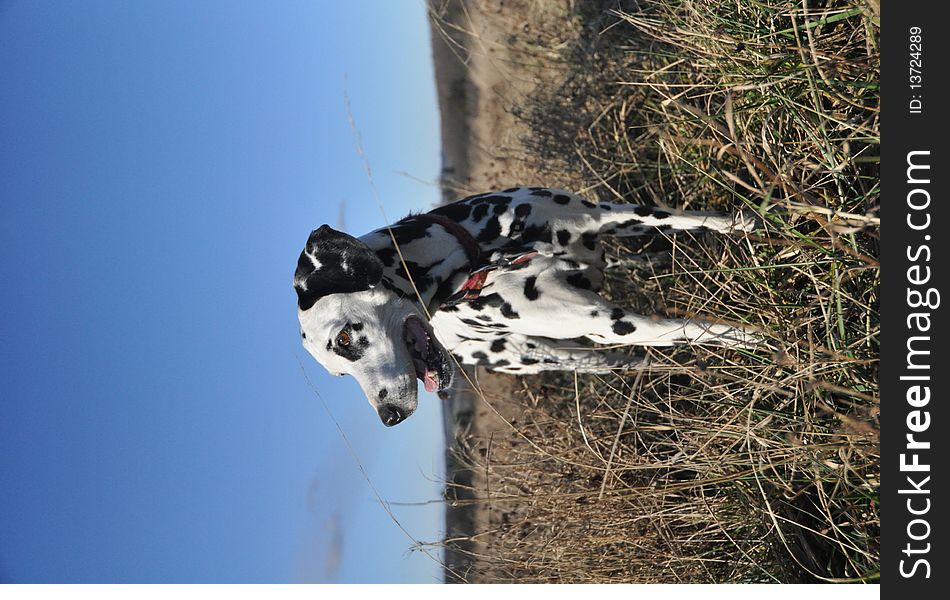 Dalmatian in the meadow, blue skies and winter lawn