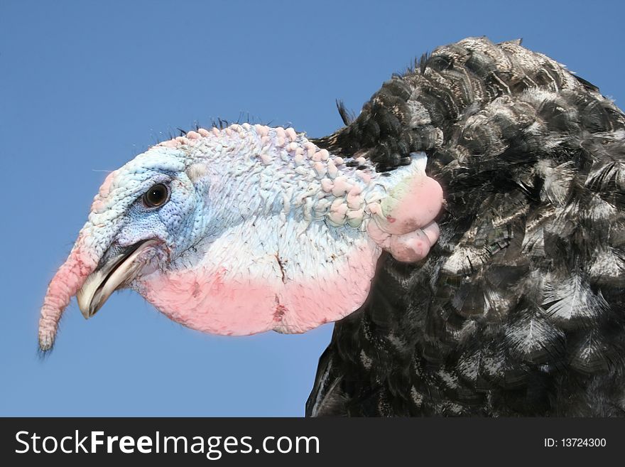 Turkey cock on a blue background