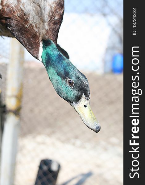 Duck on a blue background