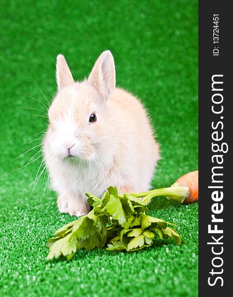 One cute rabbit and an orange carrot. One cute rabbit and an orange carrot