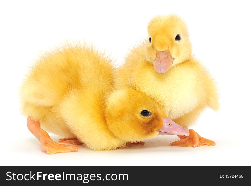 Ducklings who are represented on a white background