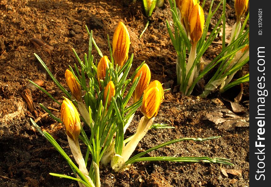 Yellow crocuses, first flowers in the spring