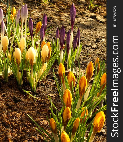 Crocuses, first flowers in the spring