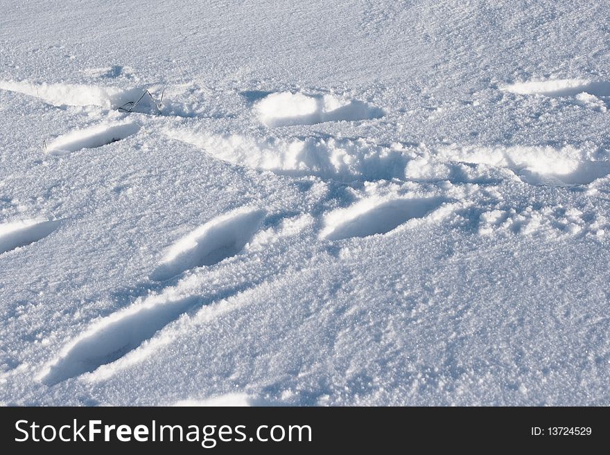 Traces on a plain covered with snow. Traces on a plain covered with snow