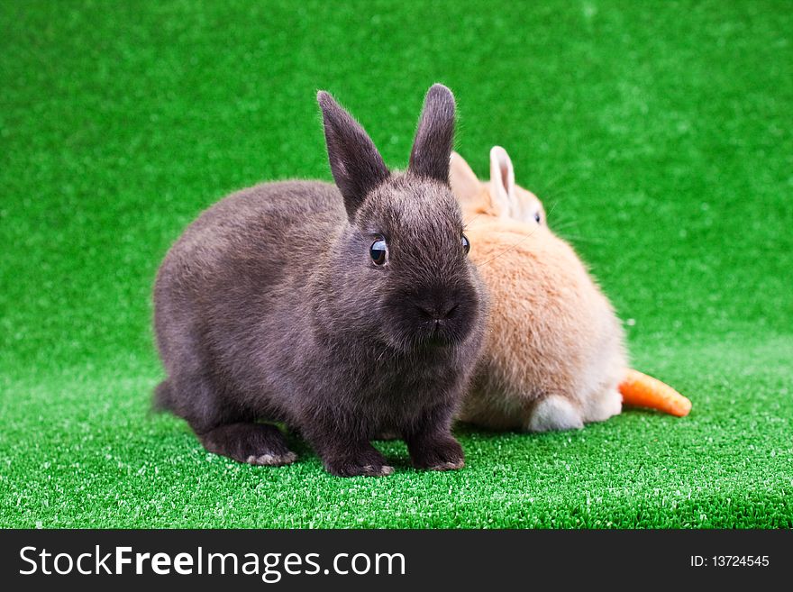 Two little domestic bunnies on green grass. Two little domestic bunnies on green grass
