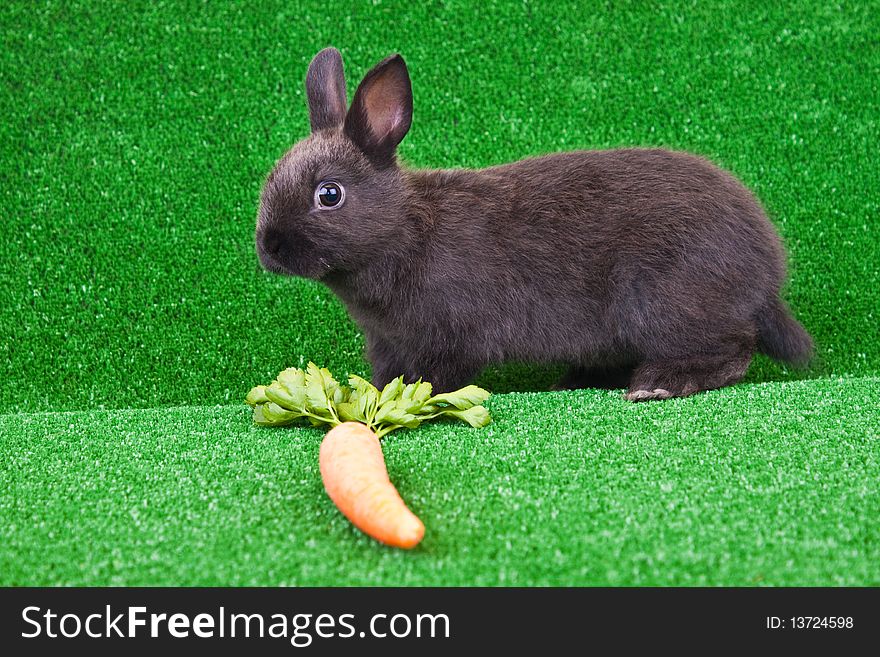 One little bunny and carrot on grass