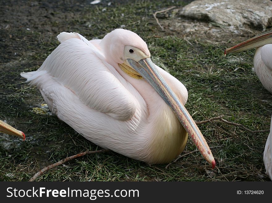 A pelican sitting on the ground