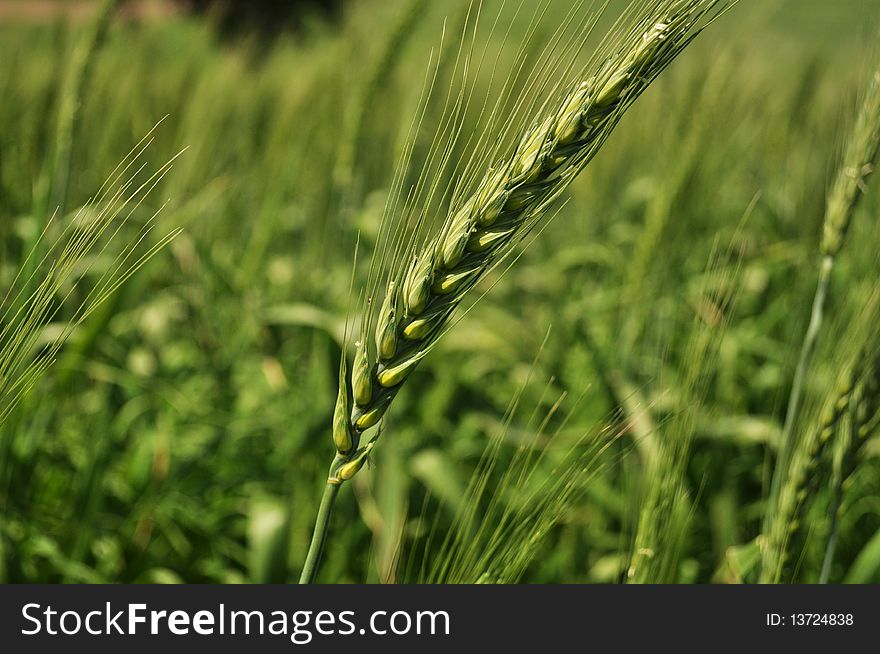 Natural texture with green spike