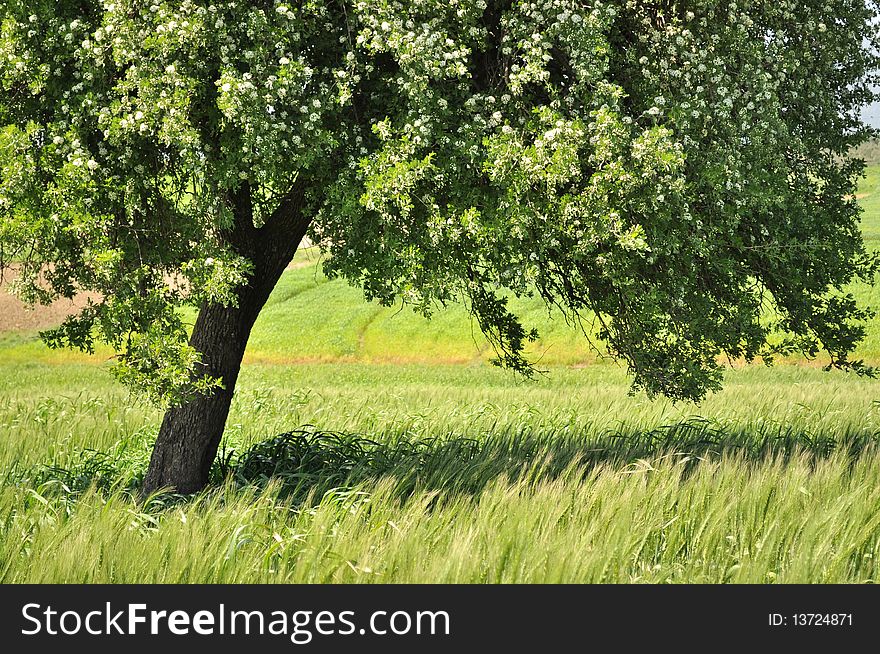 The tree and the green wheat  field. The tree and the green wheat  field