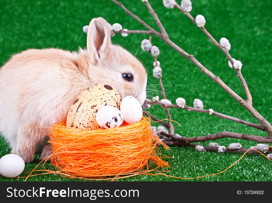 Domestic rabbit, easter eggs and willow pussy. Domestic rabbit, easter eggs and willow pussy