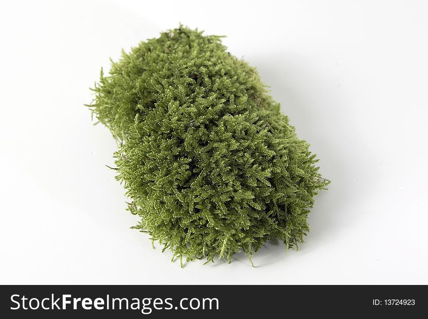 Green moss on white background