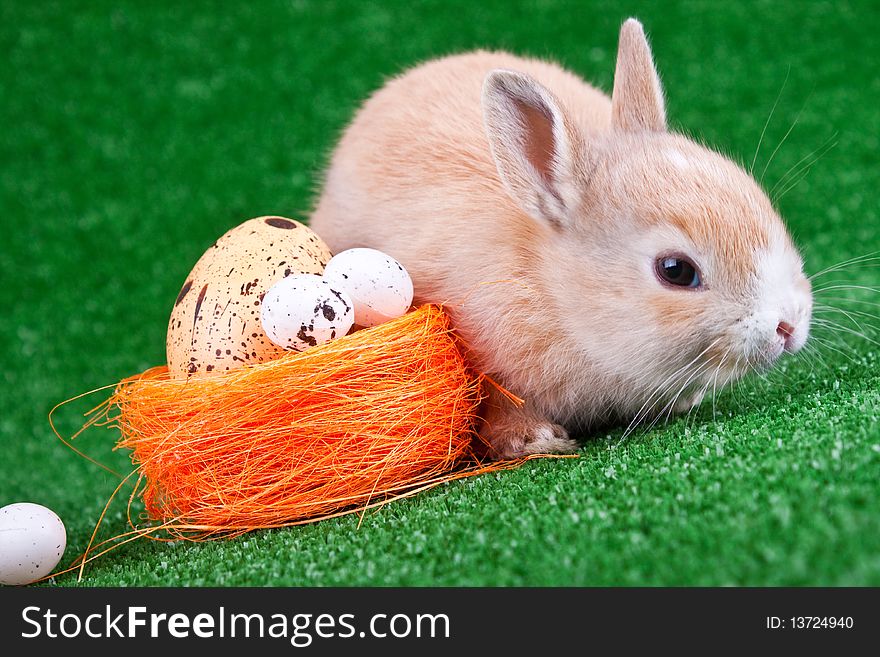 Rabbit And Eggs In Nestle