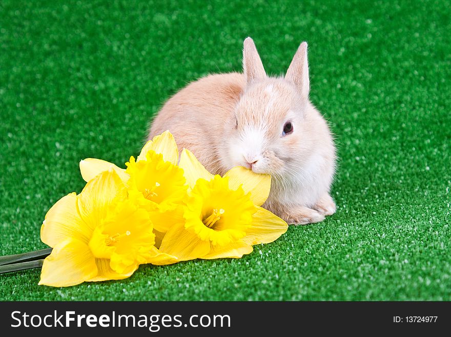 One cute little rabbit eating yellow narcissus. One cute little rabbit eating yellow narcissus