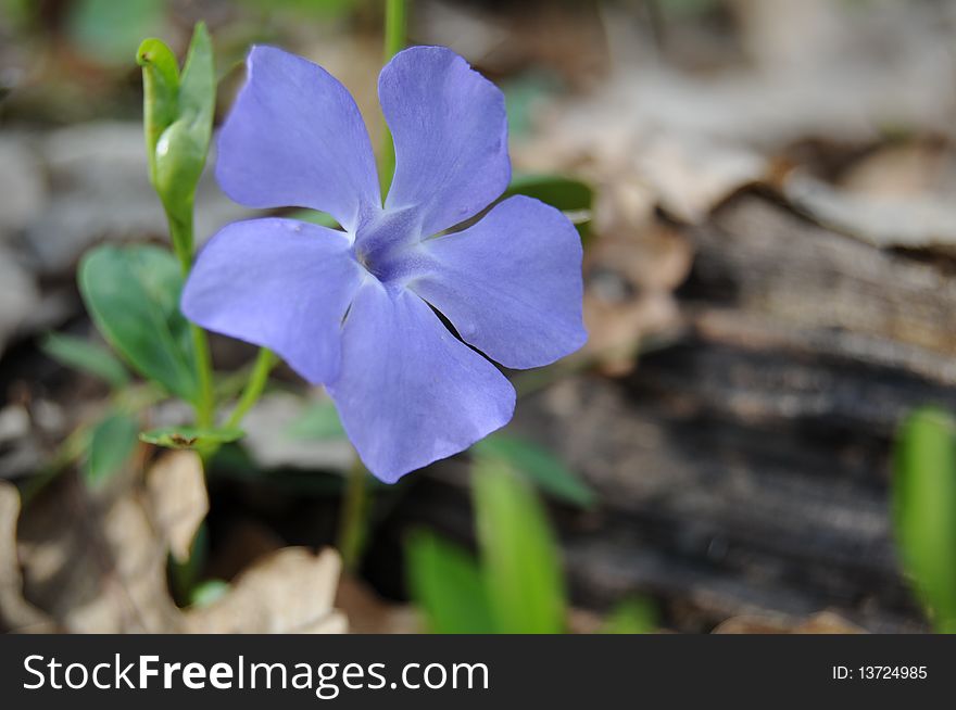 Vinca minor periwinkle in bloom on the forest bed. Vinca minor periwinkle in bloom on the forest bed