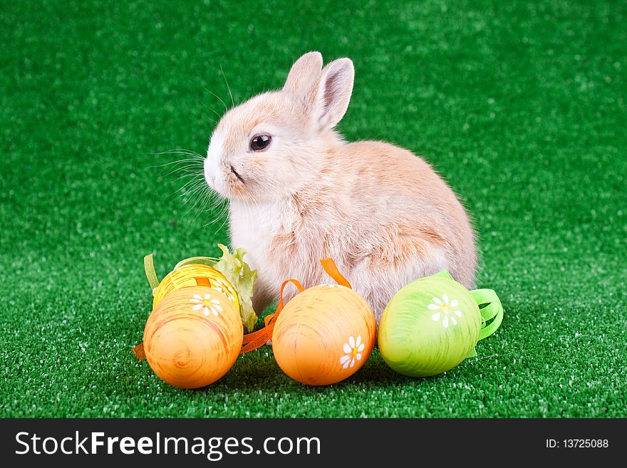 Cute little rabbit with easter eggs on grass. Cute little rabbit with easter eggs on grass