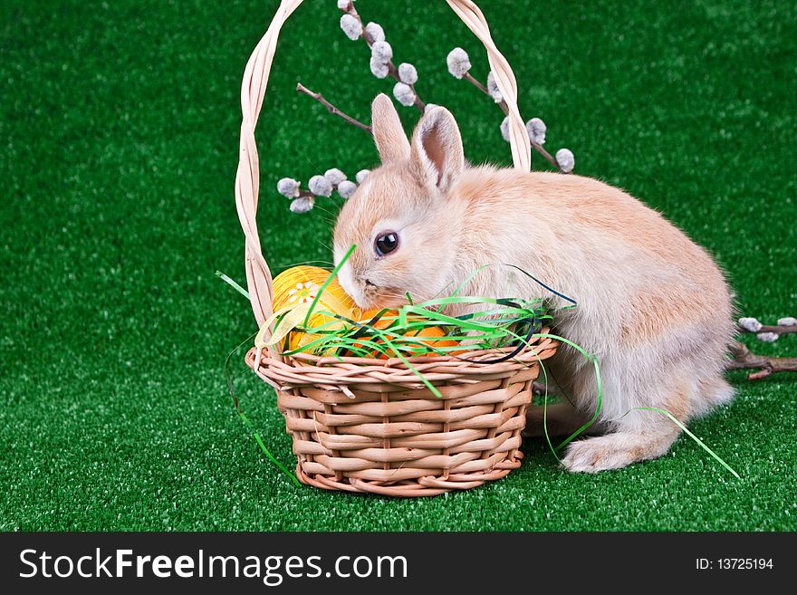 Nest with easter eggs and sniffing bunny. Nest with easter eggs and sniffing bunny