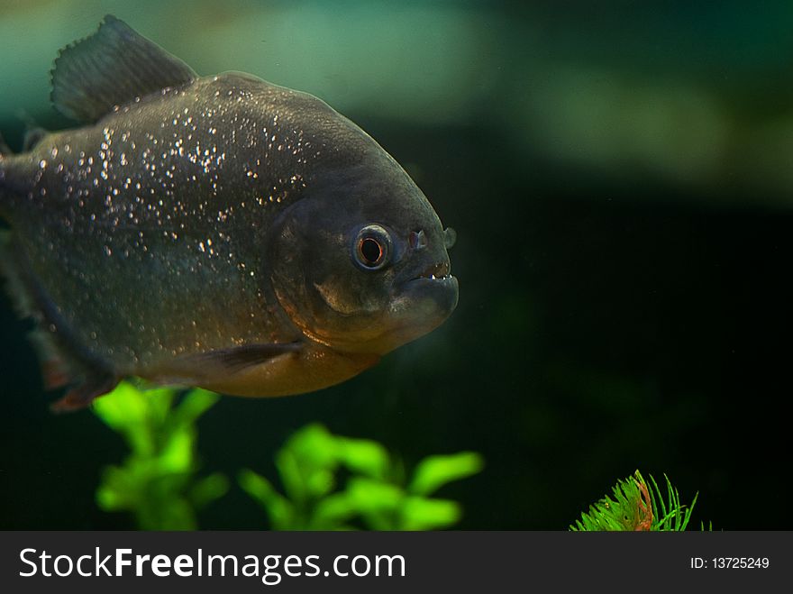 Big grey aquarium piranha close up underwater