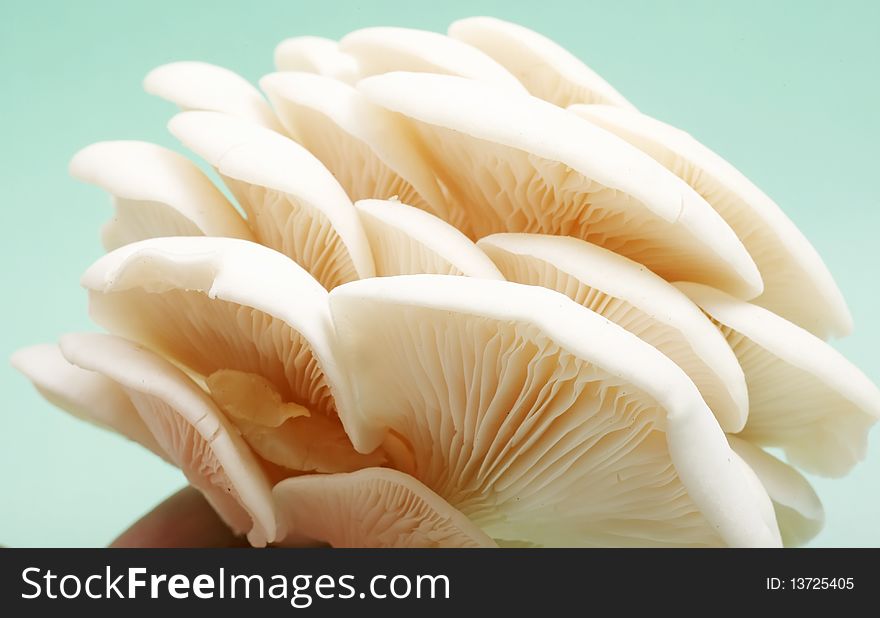 Fresh white mushroom on the hand.(on green background.). Fresh white mushroom on the hand.(on green background.)