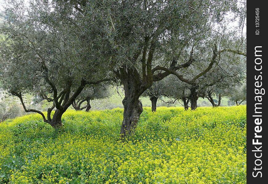 View of old olives surrounded by spring yellow blossom. View of old olives surrounded by spring yellow blossom