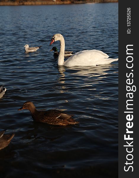 White swan and duck floating on the surface of a lake