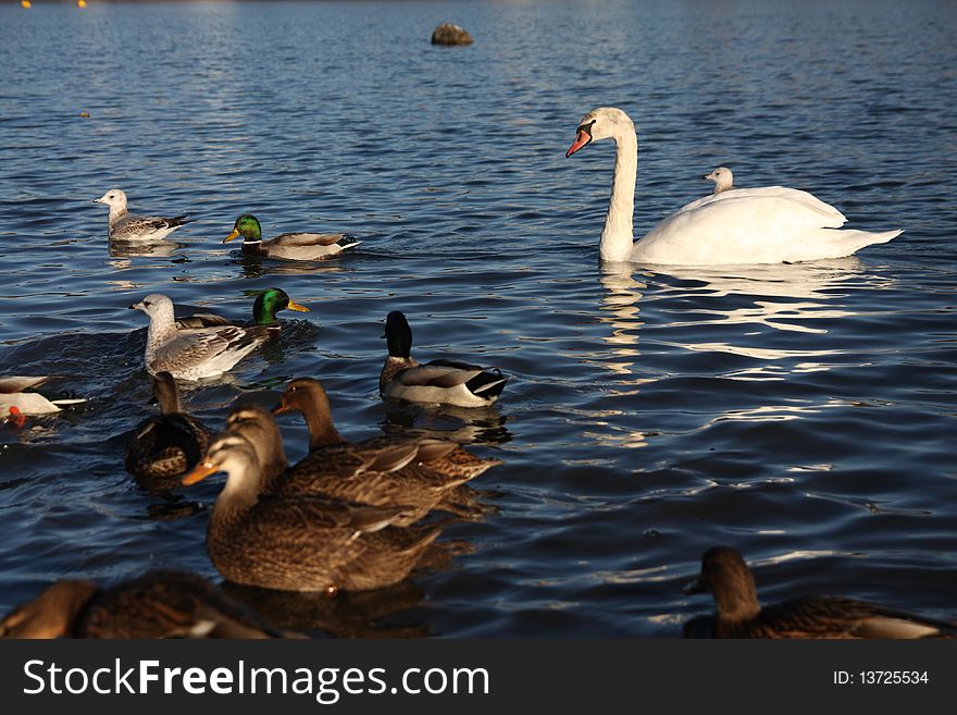 White swan and duck floating on the surface of a lake