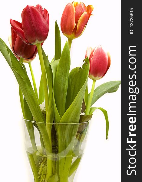 Beautiful orange and red tulips in a vase, isolated on white. Beautiful orange and red tulips in a vase, isolated on white