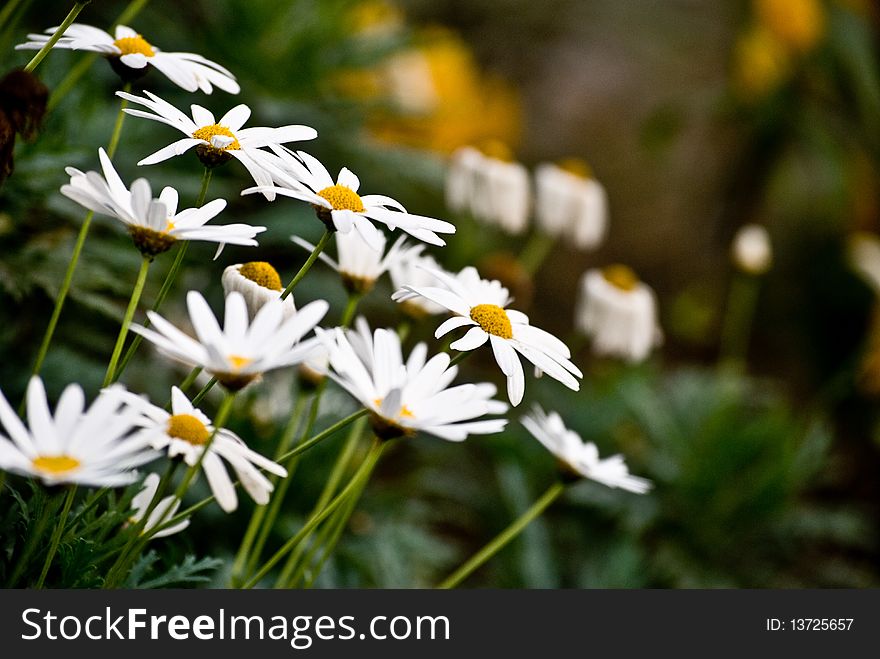 White Daisies