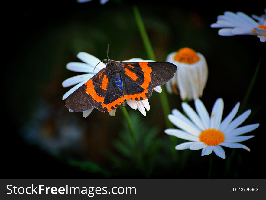 A butterfly resting on a daisy. A butterfly resting on a daisy.