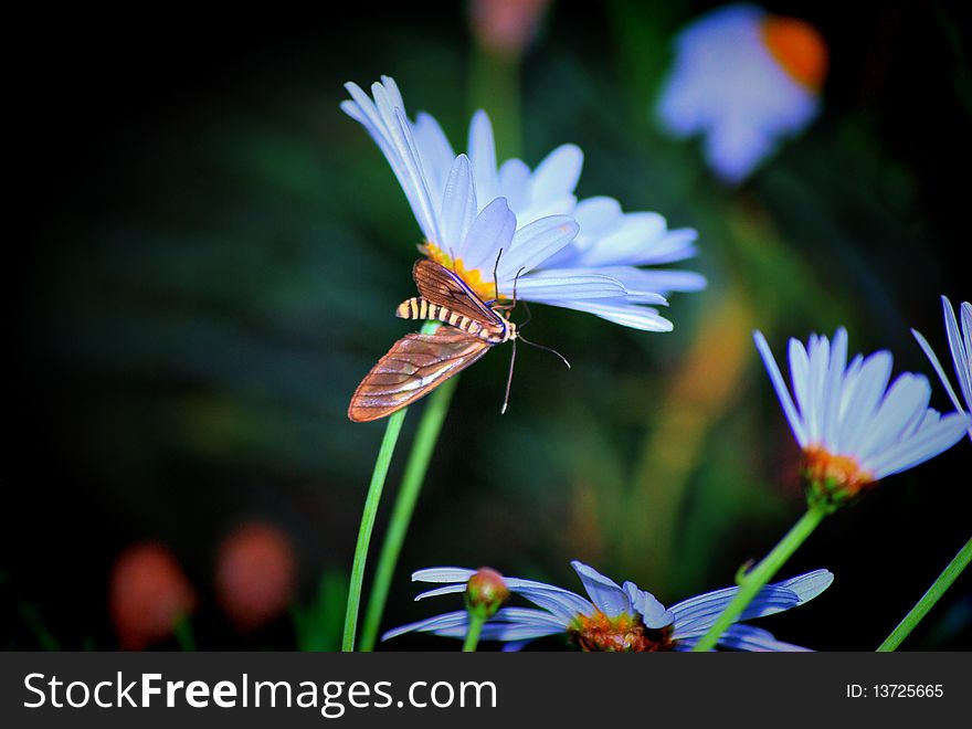 A butterfly resting on a daisy. A butterfly resting on a daisy