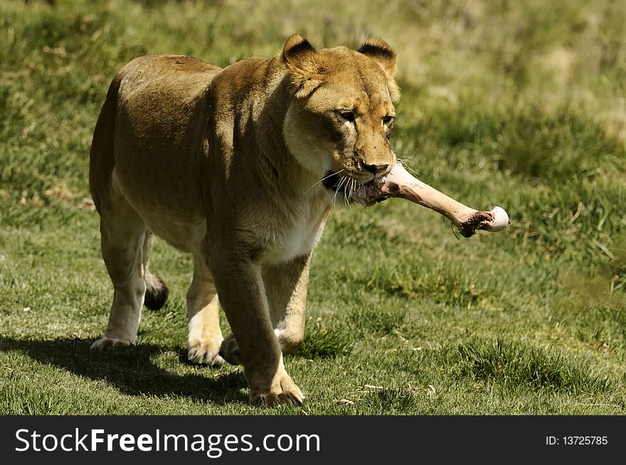 Female Lion