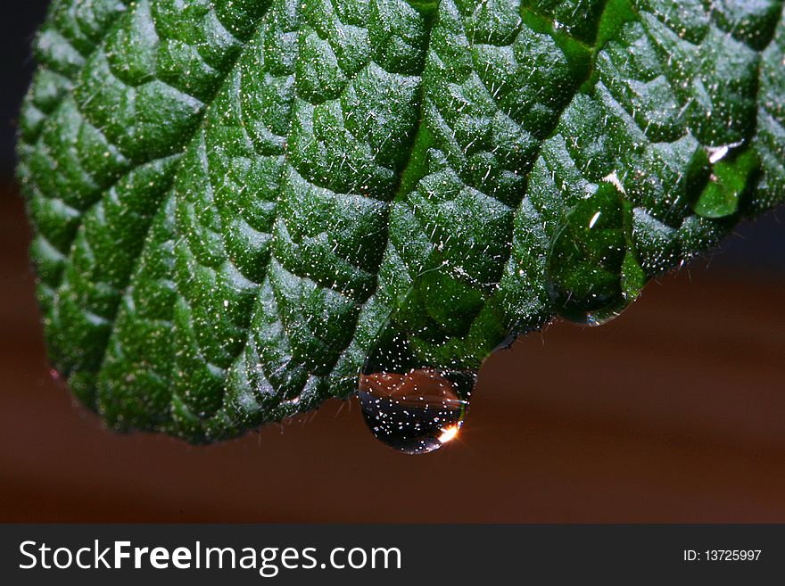 Green foxes of a tree with a water drop on it.