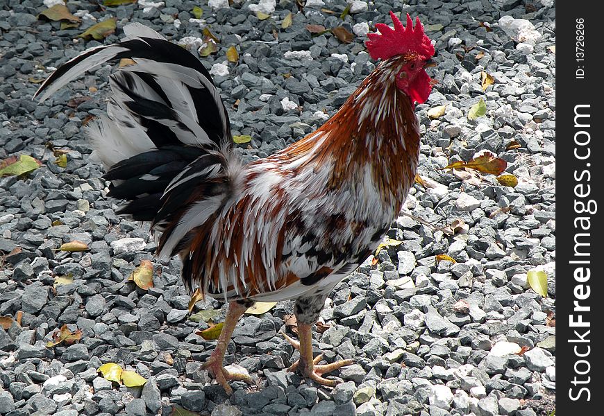 Rooster On Rocks