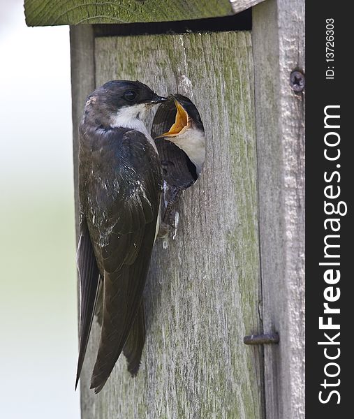 Tree Swallow(iridoprone Bicolor)