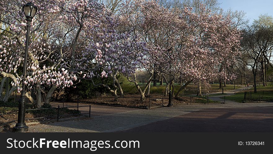 Central Park Tulip trees and magolia blossoms in spring. Central Park Tulip trees and magolia blossoms in spring