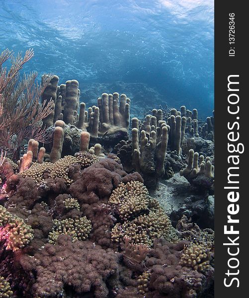 Caribbean coral reef scene on the island of Bonaire