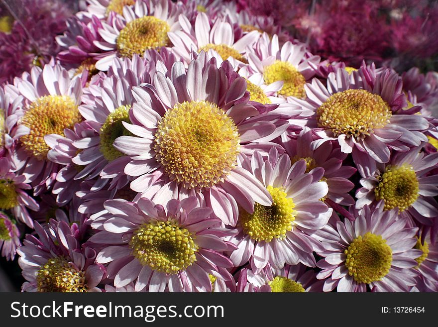 Pink and Yellow Daises i9n the spring. Pink and Yellow Daises i9n the spring